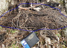 Exposed tree roots with a phone placed for scale.